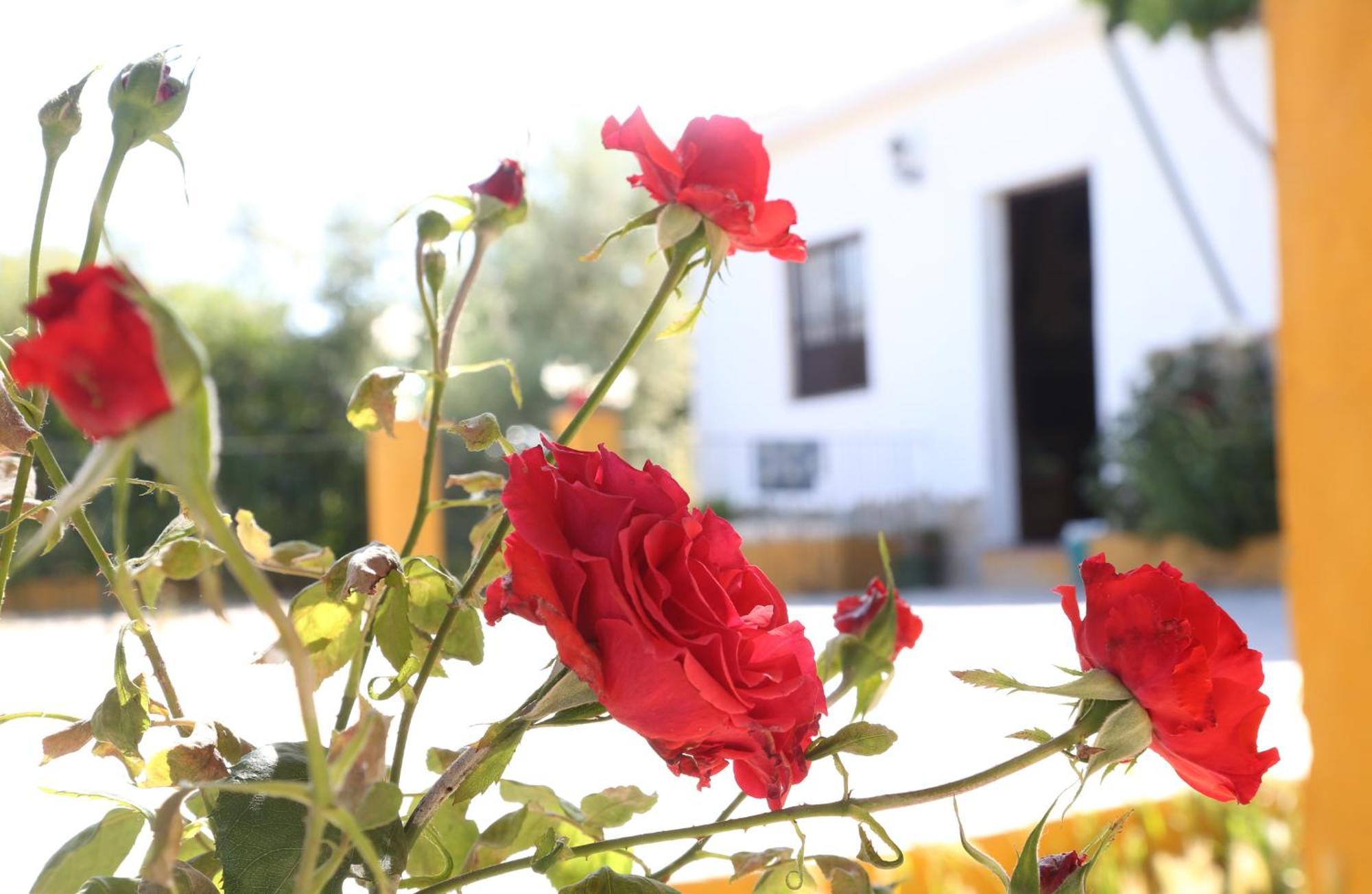 Casa Rural Huerta La Lapa Каньете-ла-Реаль Экстерьер фото